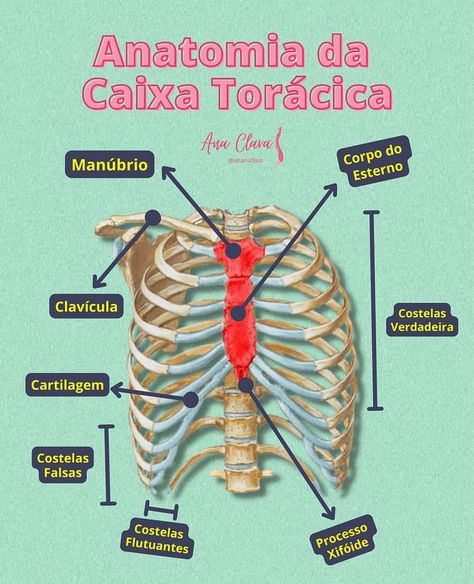 Medical Anatomy, Anatomy Study, Nursing Study, Med School, Radiology, Human Anatomy, Life Science, Medical School, Study Tips