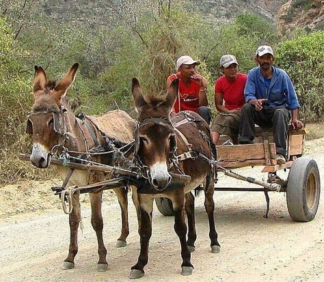 Donkey Carts South Africa, Donkey Cart, South Africa Art, Farm Animal Paintings, All About Africa, Landscape Photography Art, African Christmas, Photos For Painting, African Landscape