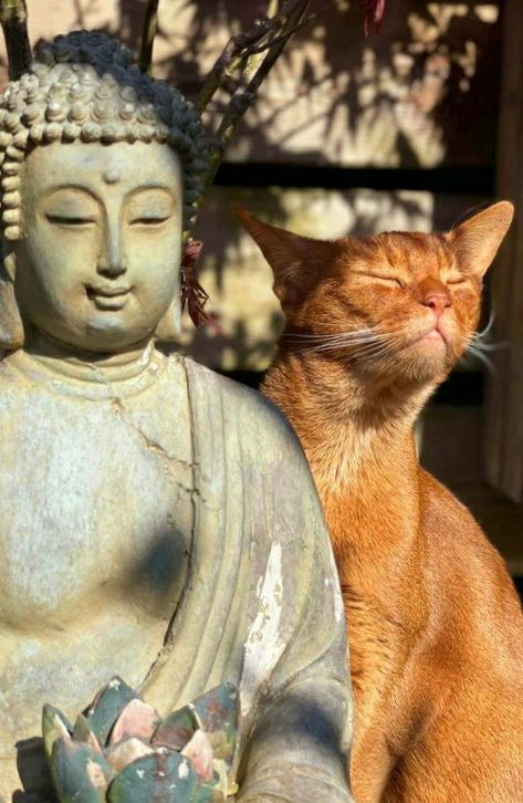 Pema Chödrön, Lesson 1, Buddha Image, Domestic Cat, Cat Aesthetic, Animal Planet, State Of Mind, Guided Meditation, Crazy Cat Lady