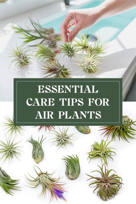 Are you excited to add beautiful air plants (Tillandsia) to your space? Caring for these fabulous plants is easier than you think! From perfectly positioning your air plants to understanding their watering needs, this guide covers 10 must-know care tips that will keep your air plants thriving. Discover the best light conditions, how often you should mist them, and ideal temperatures for optimal growth. Whether you're a beginner or a plant-loving pro, find out how to create a lively, lush environment filled with stunning air plants! Air Plant Care Instructions, Diy Air Plant Holder Ideas, Plants In Interior, Types Of Air Plants, Air Plants Decor, Plant Care Instructions, Grow Light Bulbs, Air Plants Care, Room Makeover Ideas