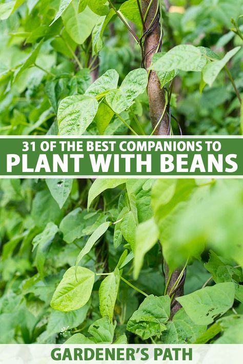 Beans are an easy-to-grow, no-brainer garden crop. But you might wonder which companion plants can help this legume repel pests, offer support, keep weeds at bay, or increase your yield. To discover 31 of the best plant partners for beans, read more now at Gardener’s Path. #beans #companionplants #gardenerspath Bean Companion Plants, Allotment Inspiration, Planting Green Beans, Herb Companion Planting, Bean Garden, Planting Chart, Growing Green Beans, Bee Yard, Growing Beans