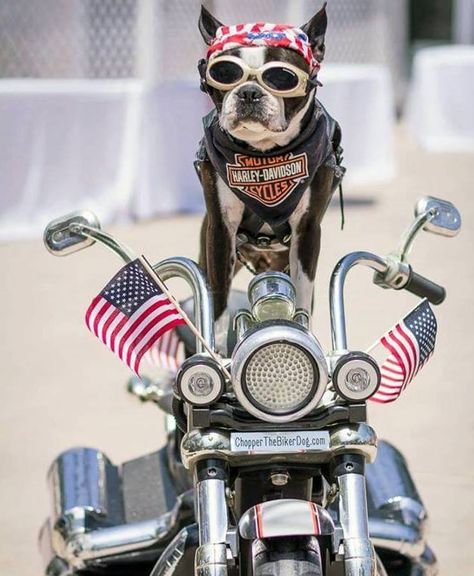 Harley Davidson Dog, Biker Dog, Aesthetic Dogs, Baby Chihuahua, Pet Cemetery, Biker Aesthetic, Dirt Bike Girl, Biker Men, Best Friends For Life