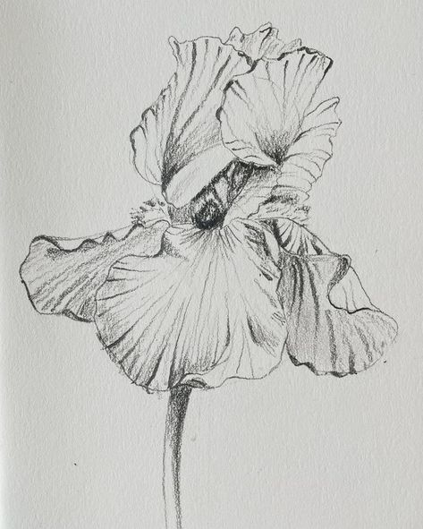 Iris sketch: This quick drawing tutorial is up on Patre🅾️n for my blooms tier. 🥰 How To Draw Iris, Iris Sketch, Iris Drawing, Flower Sketch, Iris Art, Flower Drawings, Flower Sketches, Iris Flowers, Flower Drawing