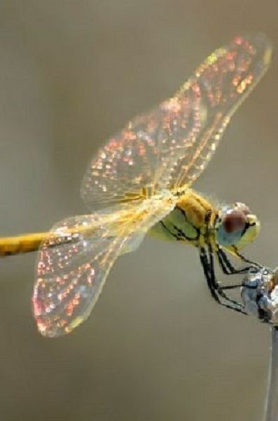 ....on gossamer wings... Dragon Flys, Gossamer Wings, Dragonfly Dreams, A Bug's Life, Dragonfly Art, Beautiful Bugs, Flying Insects, Creepy Crawlies, Bugs And Insects