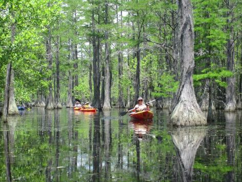 Top 5 Must-Visit Lesser-Known Georgia State Parks | Official Georgia Tourism & Travel Website | Explore Georgia.org Places In Georgia, Georgia State Parks, Georgia Hiking, Georgia Vacation, Travel Georgia, Kayak Camping, Camping Places, Georgia Travel, Kayak Adventures