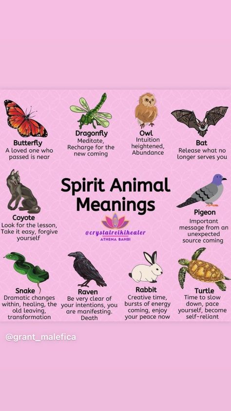 Animal Totem Spirit Guides, Spirit Animal Meaning, Animal Meanings, Spirit Signs, Spirit Messages, Spiritual Animal, Animal Spirit Guides, Witch Spirituality, Magic Spell Book