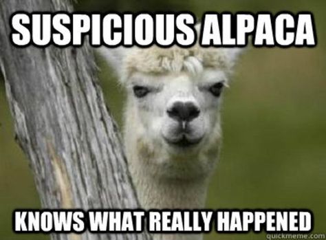 . Cats Laughing, Roll Eyes, No Drama Lama, Alpaca Funny, Alpaca My Bags, Photos Funny, Alpaca Farm, Funny Llama, Emo Memes