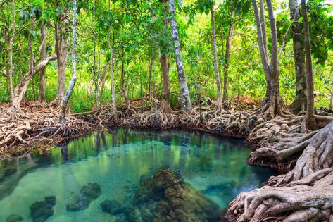 Tha Pom, the mangrove forest in Krabi, Thailand. Tha Pom, the mangrove forest in , #AFFILIATE, #mangrove, #Pom, #Tha, #forest, #south #ad Mangrove Swamp, Conservation Of Natural Resources, Krabi Thailand, Mangrove Forest, Fantasy Island, Kayak Trip, Kids Adventure, Forest Photography, Island Tour