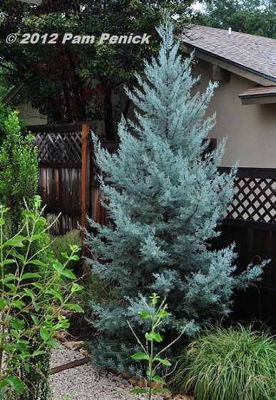 Evergreen Landscape Front Yard, Arizona Cypress, Blue Cypress, August Garden, Evergreen Landscape, Texas Garden, Conifers Garden, Landscape Curbing, Evergreen Garden