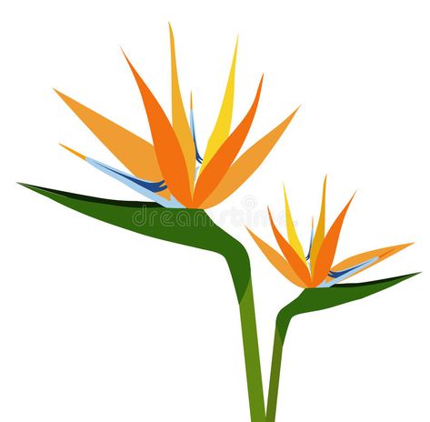 Photo about Birds of Paradise Flower silhouette is a vector illustration. Illustration of background, graphic, birds - 45083630 Greater Bird Of Paradise, Bird Painting Diy, Bird Of Paradise Flower, Paradise Flowers, Birds Of Paradise Flower, Arte Indie, Flower Silhouette, Folk Art Flowers, Stained Glass Flowers