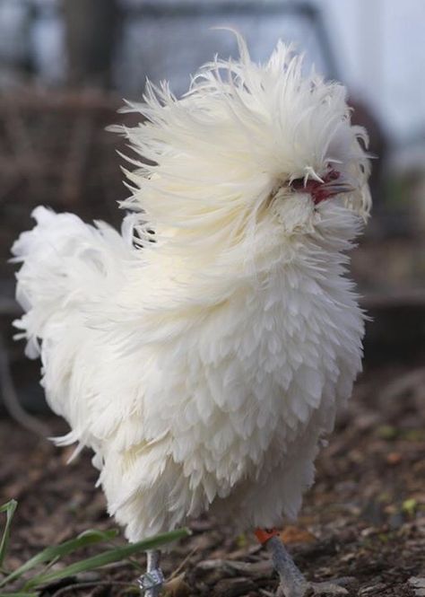 Frizzled White Bantam Polish Rooster at Cardinal Ridge Farm. Pic by Stefanie Haviv Frizzle Chickens, Regnul Animal, Fancy Chickens, Beautiful Chickens, Chickens And Roosters, Chicken Breeds, Hobby Farms, Raising Chickens, Pretty Birds