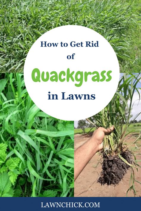 If you have weeds on your lawn, there's a strong chance one of them is quackgrass. It's one of the most common lawn weeds in the United States. It's fast-growing and has a creeping (lateral) growth pattern. Plus, it can grow surprisingly tall. You'll probably see this weed growing the most in cooler weather. This blog post gives you all the information you need to identify quackgrass, plus it reveals how to get rid of it. We take you through all the options for controlling this weed. Common Lawn Weeds, Lawn Weeds, Weeds In Lawn, Types Of Grass, Lawn Care Tips, Healthy Lawn, Orange Oil, Cooler Weather, Fast Growing