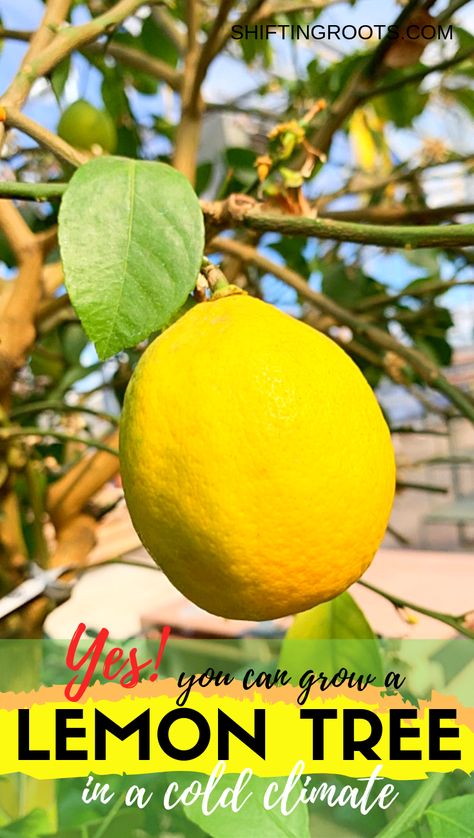 Did you know you can actually grow a Meyer lemon tree in cold climates, like zone 3!?!?  Here's how to grow a lemon tree in a pot indoors as a houseplant, along with care trips.  Then take it outdoors for the summer in your backyard. #lemontree #fruittree #containergardening #canada #zone3 Lemon Tree Potted, Growing Lemon Trees, Cold Climate Gardening, Indoor Gardening Supplies, Meyer Lemon Tree, How To Grow Lemon, Starting A Vegetable Garden, Indoor Gardens, Citrus Trees