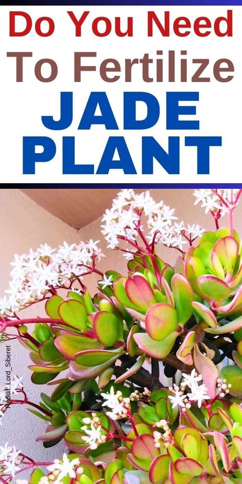 "Jade plant care, succulent fertilizer, indoor plant care, houseplant 
maintenance, plant nutrition, fertilizing succulents, potted plant care, 
plant feeding schedule, soil nutrients, plant health." Jade Plant Care Indoor, Indoor Cactus Plants, Jade Plant Care, Indoor Cactus, Jade Tree, Fertilizer For Plants, Indoor Plant Care, Jade Plants, Succulent Care