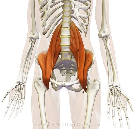 Legs Anatomy, Psoas Iliaque, Psoas Release, Bolesti Chrbta, Dressage Training, Yoga Anatomy, Energetic Body, Psoas Muscle, Muscles In Your Body