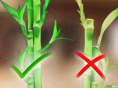 Image titled Take Care of Lucky Bamboo Step 2 Chinese Bamboo Plant, Bamboo Plant Indoor, Lucky Bamboo Care, Indoor Bamboo Plant, Bamboo House Plant, Bamboo Plant Care, Indoor Bamboo, Lucky Bamboo Plants, Bamboo In Pots