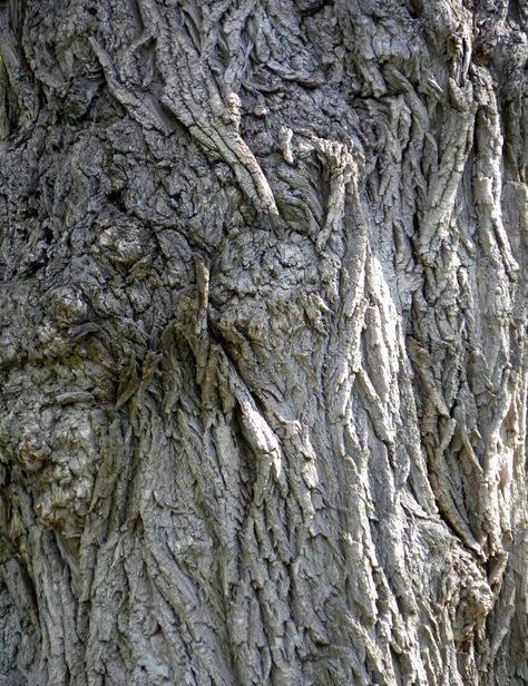 willow bark Willow Tree Bark, Willow Bark, Willow Tree, Tree Bark, Patterns In Nature, Textures Patterns, Herbs, Trees, Texture