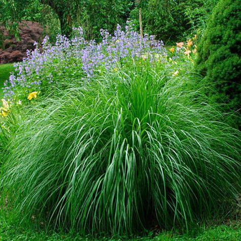 Miscanthus Gracillimus, Miscanthus Morning Light, Miscanthus Sinensis Gracillimus, Fescue Grass, Miscanthus Sinensis, Perennial Grasses, Ornamental Grass, Grasses Landscaping, Grasses Garden