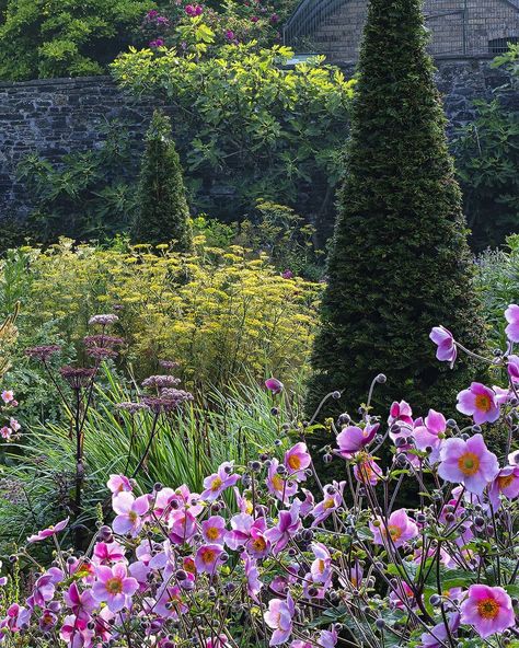 Aberglasney Gardens on Instagram: “Japanese Anemone with Bronze Fennel in the Upper Walled Garden. Anemone hupehensis ,commonly known as windflower, is an ideal late summer,…” Aberglasney Gardens, Bronze Fennel, Anemone Hupehensis, Japanese Anemone, Walled Garden, Plant Identification, Late Summer, Fennel, Anemone