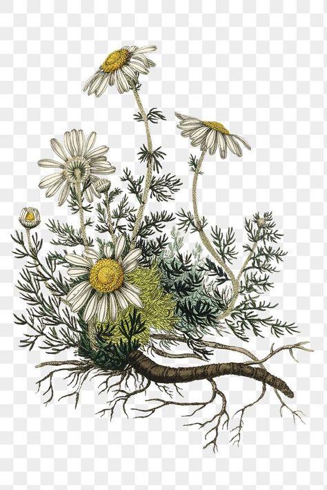 Chamomile Flower, Png Illustration, Flowers Png, Flower Daisy, Chamomile Flowers, Free Illustrations, Creative Home, Antique White, Botanical Illustration