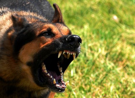 angry dog Dog Training Barking, Dog Bite, Stop Dog Barking, Reactive Dog, Dangerous Dogs, Dog Attack, Military Dogs, Aggressive Dog, Dog Biting