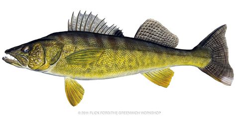 walleye :) Fish Reference, Walleye Fish, Scientific Drawing, Drawing Animals, Fish Species, Walleye Fishing, Fish Tattoo, Delaware River, All Fish