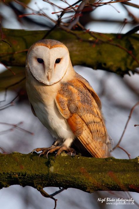 Barn Owl Tyto alba perched in a tree Barn Owl Aesthetic, Tyto Owl, Barn Owl Photography, Owl Person, Owl Habitat, Owl Sounds, Barn Owl Tattoo, Owl In Tree, Perched In A Tree