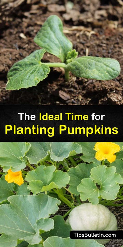 Planting Pumpkins Ideas, When Do You Plant Pumpkins, How To Dry Pumpkin Seeds To Replant, Pumpkin Plants How To Grow, Garden Pumpkin Patch, Pumpkin Planter Ideas, How To Plant Pumpkins From Seeds, Growing Mini Pumpkins, How To Grow Big Pumpkins