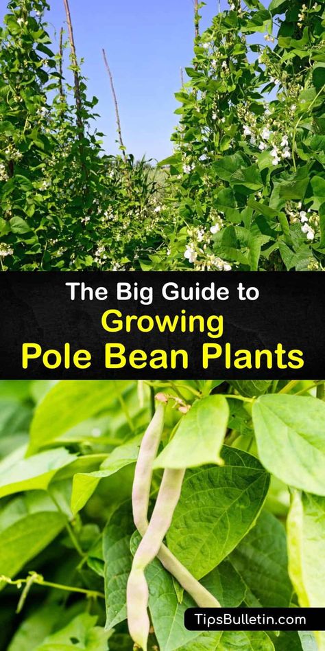 Learn how to plant pole bean seeds in your veggie garden for an abundant harvest throughout the growing season. Grow bean varieties, such as Kentucky Wonder, Blue Lake, and green beans, in full sun with a teepee trellis for your favorite recipes and canning. #howto #planting #polebeans Growing Pole Beans, Plant Pole, Green Bean Seeds, Growing Green Beans, Growing Beans, Bean Varieties, Vegetable Benefits, Succession Planting, Bean Plant