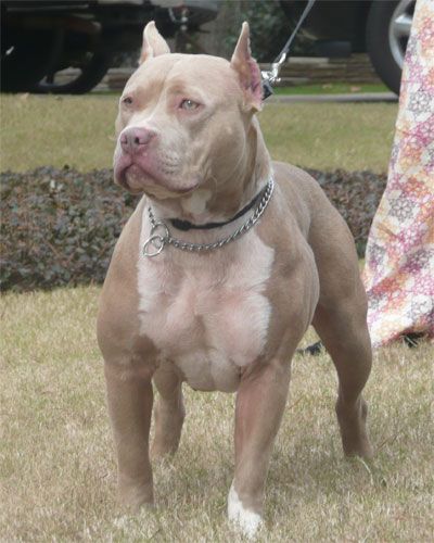 Fawn Pitbull, Blue Fawn Pitbull, Female Pitbull, Pit Bull Puppies Blue, Pitbull Blue, Pitbull Dog Puppy, Cute Pitbulls, Blue Pitbull, Pitt Bulls