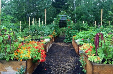 Potager Garden, Garden Wallpaper, Creative Genius, Veg Garden, Garden Maintenance, Have Inspiration, Vegetable Garden Design, Food Garden, Flowers Wallpaper