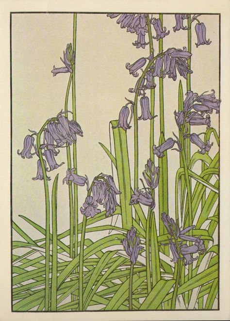 Bluebell by Jeannie Foord ▫ Decorative Flower Studies Series / Pochoir Prints ▫ 1904 Bluebell Flowers, Nouveau Flowers, Blue Bell Flowers, Art Nouveau Flowers, Scottish Artists, Friendship Cards, British Art, Botanical Drawings, Botanical Illustration