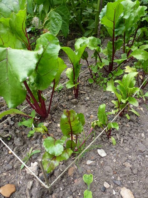 Growing Beetroot, Growing Beets, Biennial Plants, Growing Lettuce, Starting A Vegetable Garden, Fall Vegetables, Plants Growing, Veggie Patch, Garden Veggies