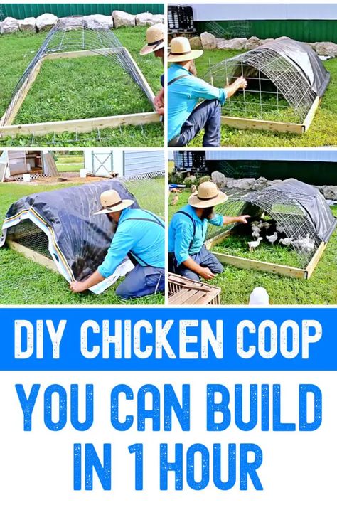 If you own chickens, like DIY projects, and you have an hour to spare, you should try this DIY chicken coop. The materials only cost $50. Amish Skills, Chicken Run Ideas Diy, Backyard Chickens Diy, Easy Diy Chicken Coop, Backyard Animals, Easy Chicken Coop, Homesteading Diy, Chicken Farming, Backyard Chicken Farming