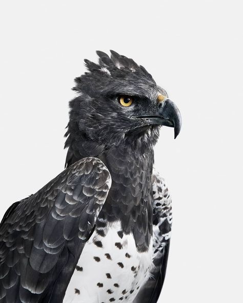 Kingdom by Randal Ford on Instagram: “Meet Zane.  Martial Eagles are perhaps the deadliest living raptor species.  They are what’s known as an Apex Predator.  They have a…” Martial Eagle, Interesting Animal, Wild Animals Pictures, Animal Study, Apex Predator, Interesting Animals, Cool Animals, Animal Reference, Desenho Tattoo