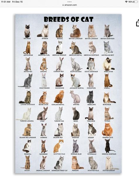 Studio Guest Room, Study Playroom, Animal Identification, Texas Longhorn Cow, Breeds Of Cats, Cow Poster, All Types Of Cats, Poster Cat, Poster Animal