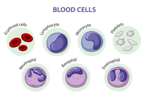 Human Heart Diagram, Types Of Blood Cells, Heart Diagram, White Blood Cell, Medical Laboratory Science, White Blood, Nursing School Notes, Information Poster, Medical Laboratory