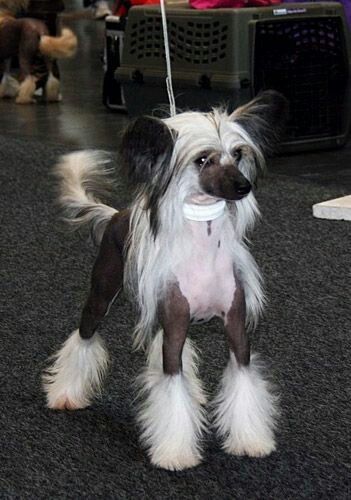 Chinese Crested Puppy, Chinese Crested Powder Puff, Chinese Crested Hairless, Dog Snapchats, Chinese Dog, Hairless Dog, Chinese Crested Dog, Clever Captions, Dog Mixes