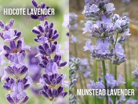 Hidcote is English lavender, and Munstead is also an English lavender. One has very fragrant flowers and leaves, and so does the other. So is… Lavender Munstead, Hidcote Lavender, Munstead Lavender, Lavender Hidcote, Lavender Types, Lavender Uses, Sage And Lavender, Russian Sage, Gardening Zones