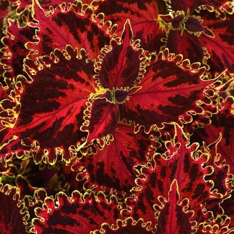 Volcanica™ Collection Red Coleus, Rooting Hormone, White Flies, Plant Protection, Soil Ph, Flower Gardening, Solar Flare, Plant Growth, New Leaf