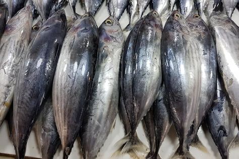 Kumpulan gambar tentang Foto Ikan Cakalang, klik untuk melihat koleksi gambar lain di KibrisPDR Tuna Aesthetic Fish, Skipjack Tuna, Vietnamese Fish, Cook Fish, Fairy Food, Chinese City, Seafood Market, Tuna Fish, Live Fish