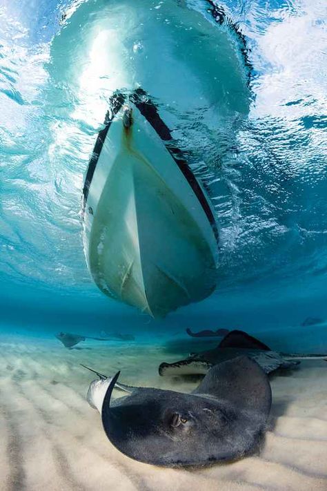 Scuba Diving Top 100: Best Diving in the Caribbean & Atlantic | Scuba Diving Creature Marine, Swimming In The Ocean, Water Life, Manta Ray, Deep Blue Sea, Underwater Photography, Sea World, In The Ocean, Underwater World