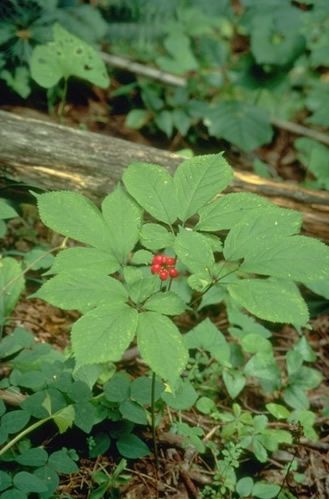 Ginseng Plant, Herb Farm, Wild Edibles, The Pirates, Love Garden, Wild Plants, Companion Planting, Organic Farming, Medicinal Herbs