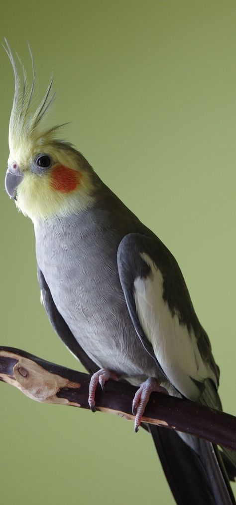 Cockatiel Care, Paintings Ideas, Australian Birds, Bird Supplies, Nature Birds, Pet Bird, Bird Pictures, Exotic Birds, Pretty Birds