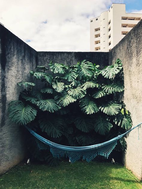 Upleafting Company From Insta Grammar: Green via @weheart Big Potted Plants, Urban Tree, Tropical Garden Design, Garden Paving, Coastal Interiors Design, Resort Design, Green With Envy, Wall Garden, City Garden