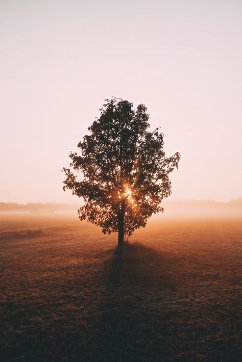 Morning Astethic, Tree Wallpaper Iphone, Night Sky Wallpaper, Fantasy Photography, Tree Wallpaper, Light Of Life, Olympus Digital Camera, Beautiful Sights, Tree Forest