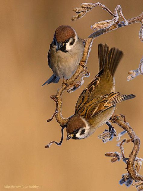 . Sparrow On Branch, Animals In Love, Japanese Drawing, Sparrow Art, Sparrow Bird, Japanese Drawings, Sparrows, Two Birds, Bird Pictures