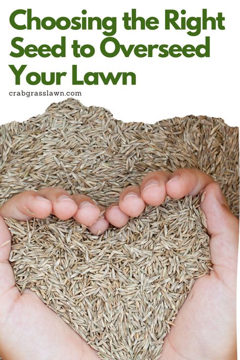 Choosing the Right Seed to Overseed Your Lawn Drought Tolerant Grass, Best Grass Seed, Seed Drill, Tall Fescue, Planting Grass, Types Of Grass, Healthy Lawn, Seed Germination, Top Soil