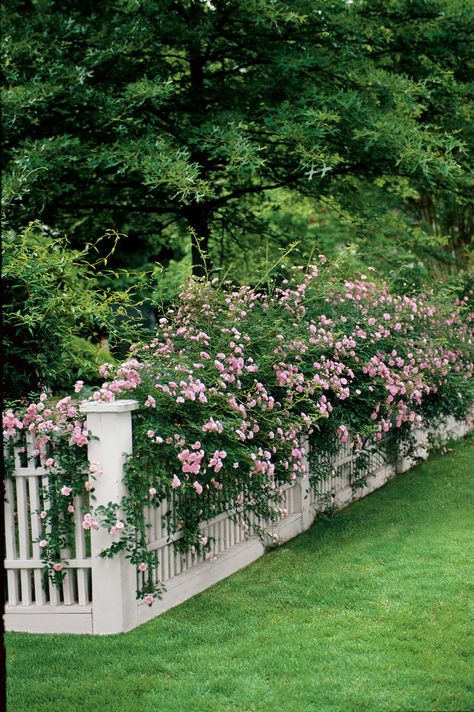 Climbing Roses | Good fences make good neighbors, especially when combined with beautiful blooms. Here are four different ways to marry the two Cottage Garden Design Front Yard White Picket Fences, Cypress Vine, Fence Privacy, Woodland Cottage, Climbing Flowers, White Fence, Flowers Growing, Garden Vines, Garden Area