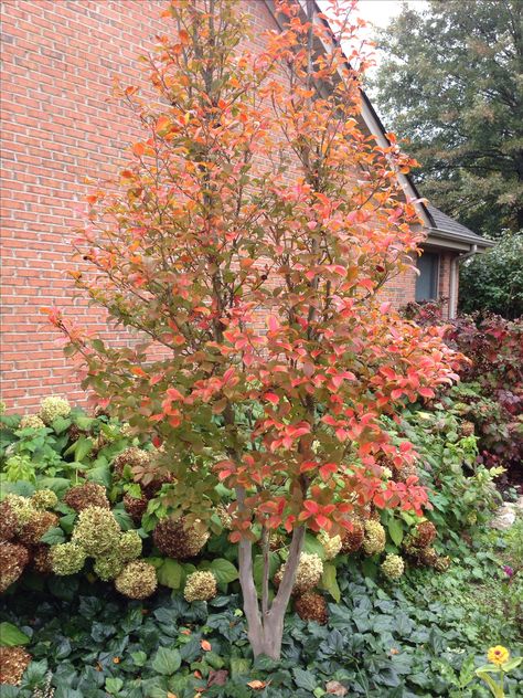 Japanese Stewartia is a beautiful tree for any landscape. Japanese Stewartia, Stewartia Tree, Japanese Garden Plants, Small Yard Landscaping, Planting Plan, Specimen Trees, Front House Landscaping, Japanese Maple, Garden In The Woods